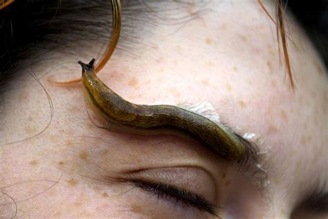 slug eyebrows